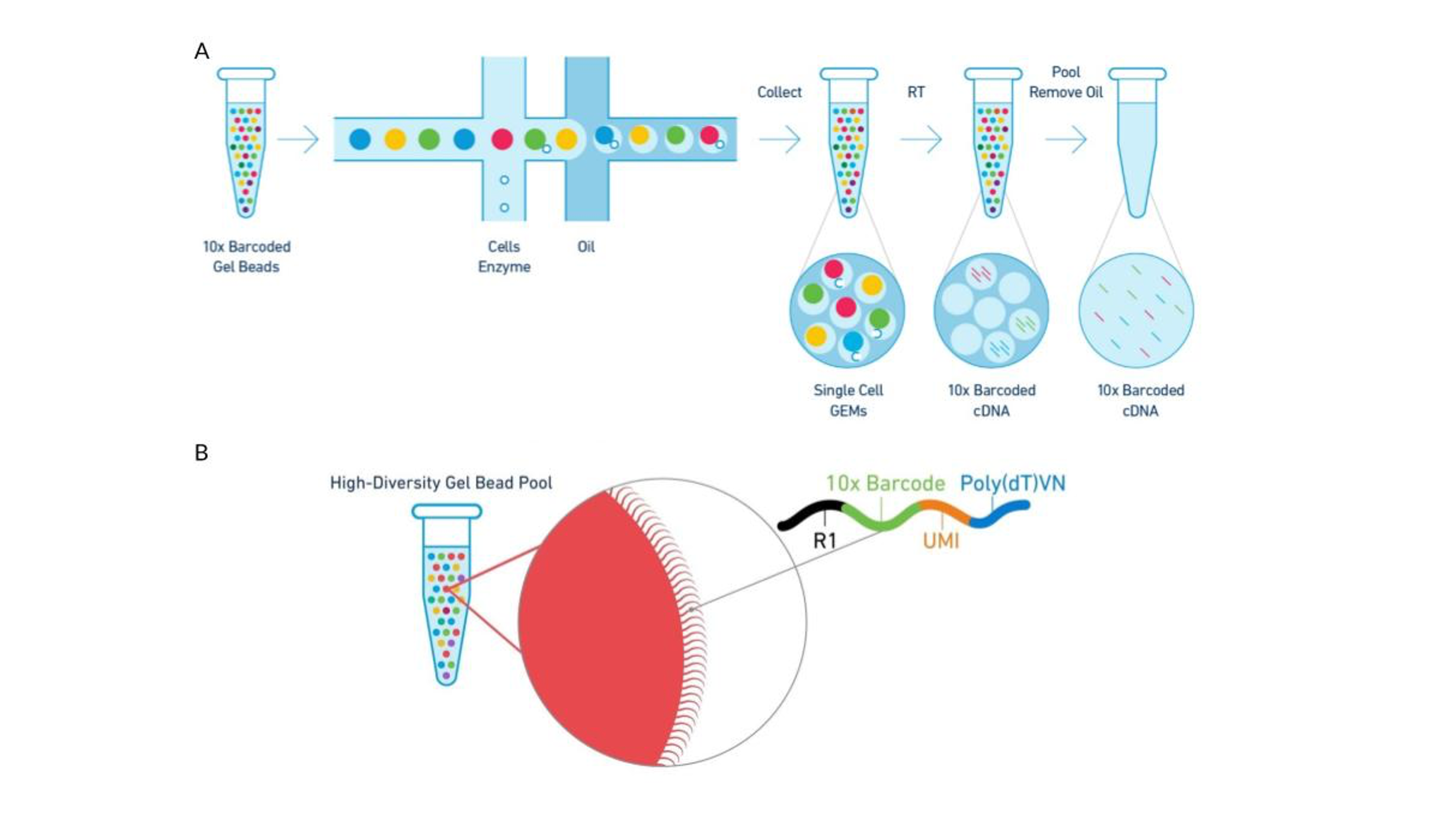 Step By Step Single Cell RNAseq Analysis using CellRanger and R (Part 2 ...